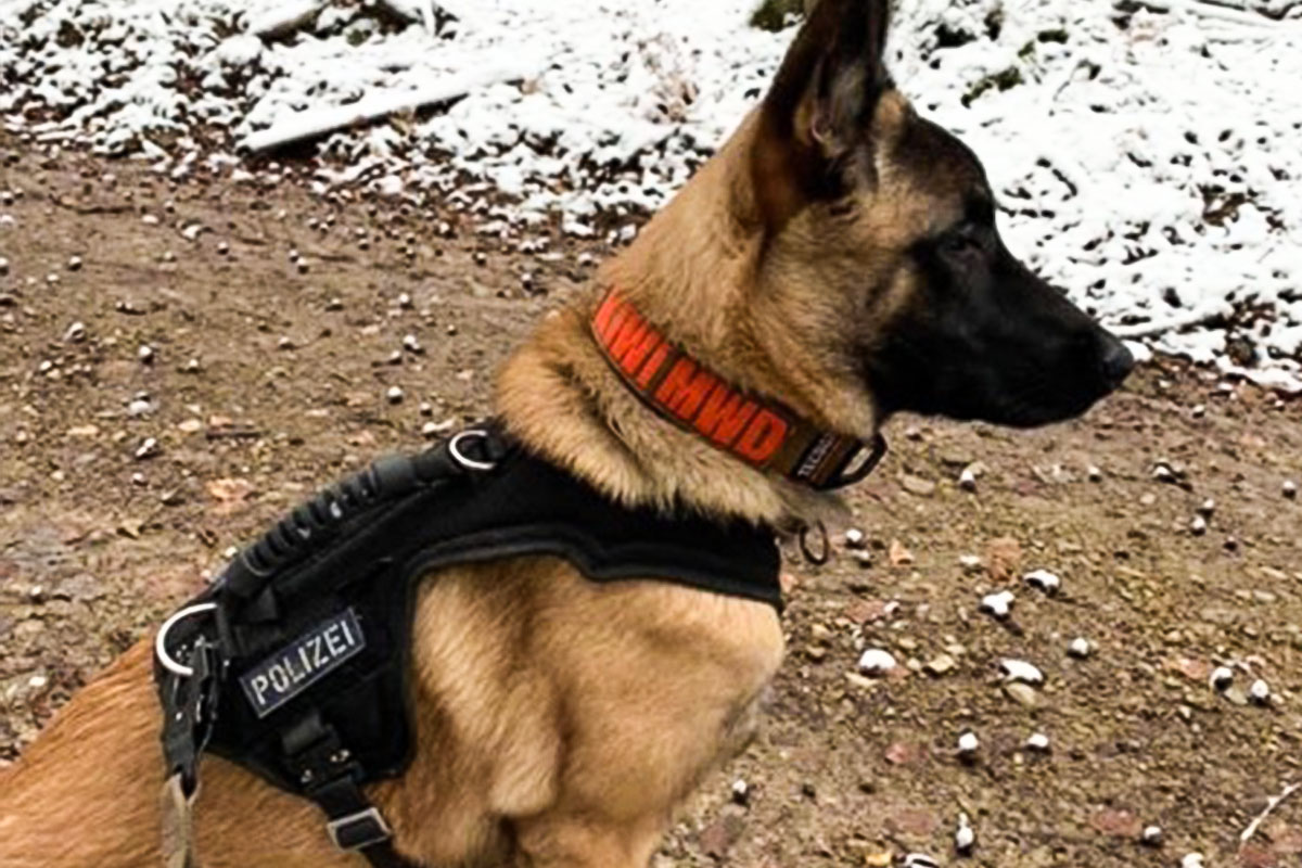 Malinois mit einem Schutzdienstgeschirr