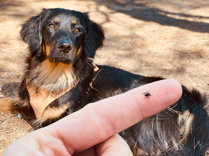 Hovawart und Zecken