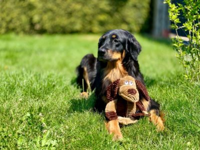 Hovawart im garten mit seinem Bobo Bär