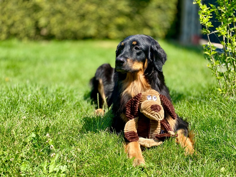 Hovawart im garten mit seinem Bobo Bär