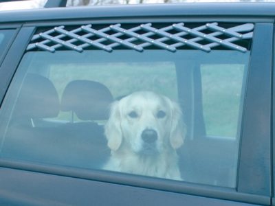 Autofrischluftgitter an einem Auto mit Hund