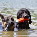 Schäferhund und ein Hovawart mit Schwimmspielzeug
