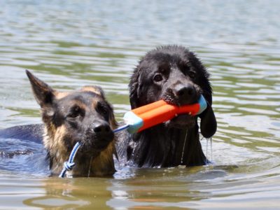 Schäferhund und ein Hovawart mit Schwimmspielzeug