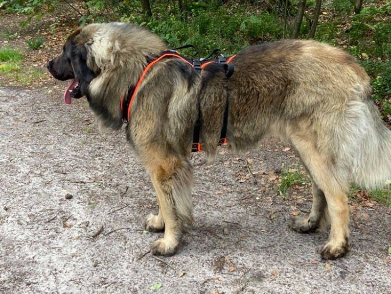 Geschirr für einen Leonberger oder Neufundländer