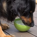 Hovawart mit dem Wobble von LickiMat