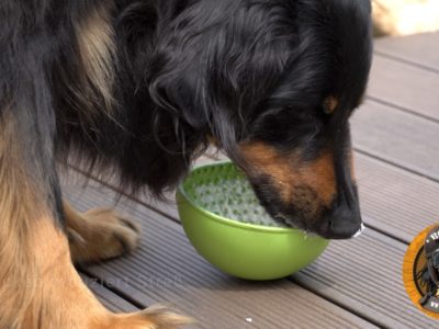 Hovawart mit dem Wobble von LickiMat