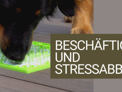 Hovawart mit LickiMat