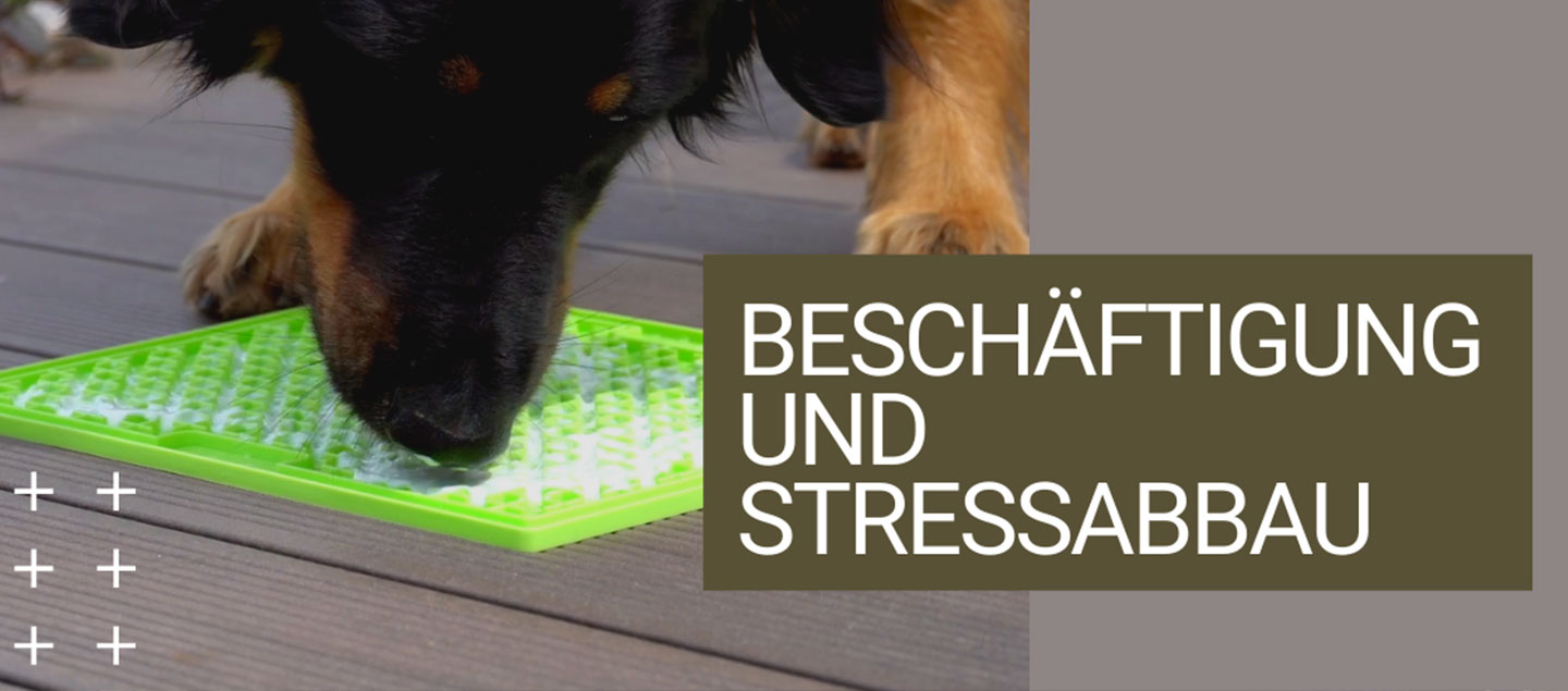 Hovawart mit LickiMat