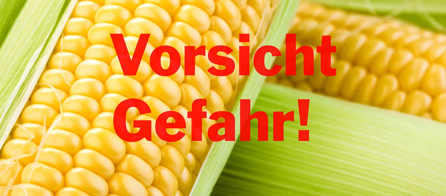 Vorsicht Gefahr im Maisfeld für deinen Hund