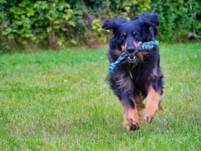 Hovawart auf dem Hundeplatz mit seinem Trainingsspielzeug