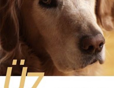 Wenn Hunde älter werden