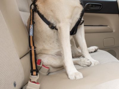 Sicherheitsgurt Hund