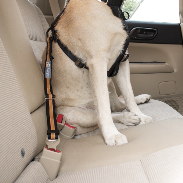 Sicherheitsgurt_hund4 Sicherheitsgurt Hund