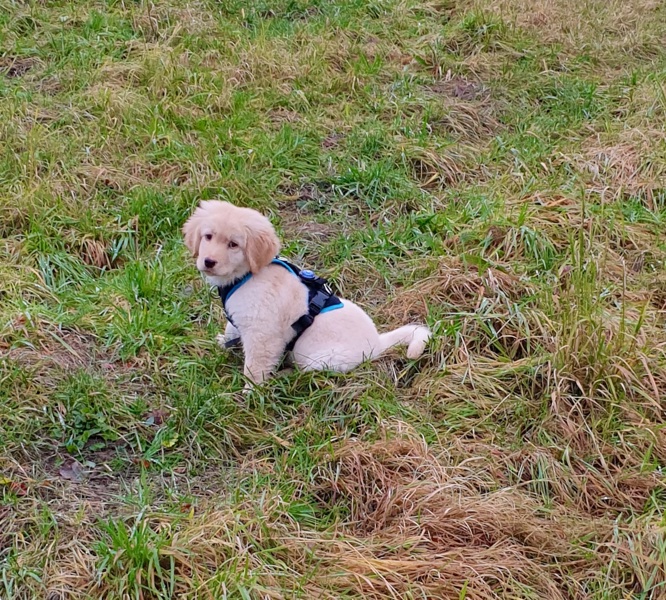 _Kundenfotos311220211 Welpengeschirr mitwachsend