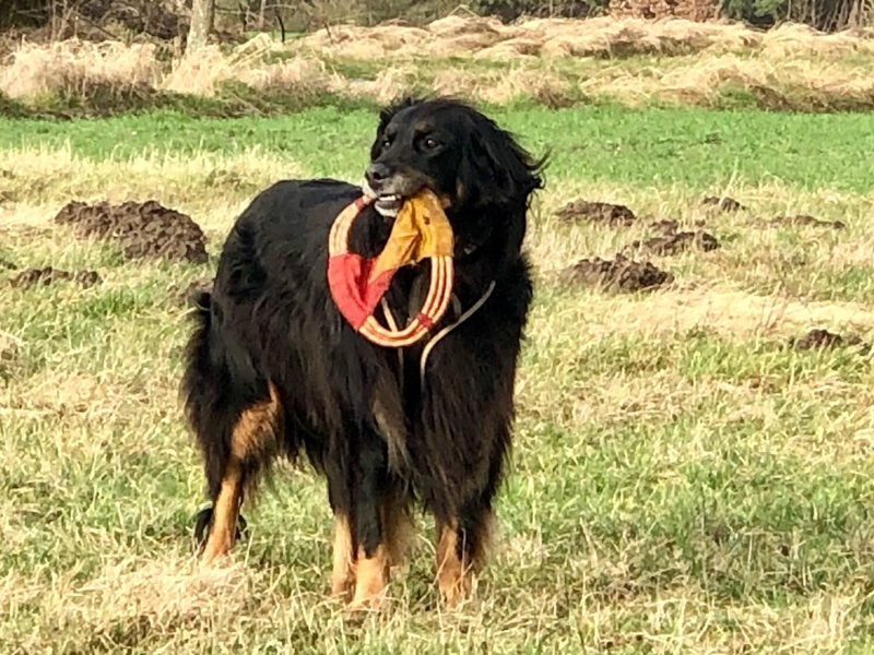 Hovawart Erfahrung Kundenfoto3 Hovawart auf einer Wiese