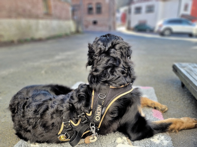 Geschirr bestickt Hovawart1 Hovawart mit einem bestickten Geschirr