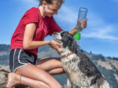 Hunde-Reise-Dusche
