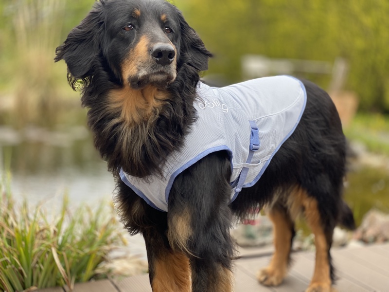 Kuehlweste-für grosse Hunde1 Hovawart mit einer Kühlweste