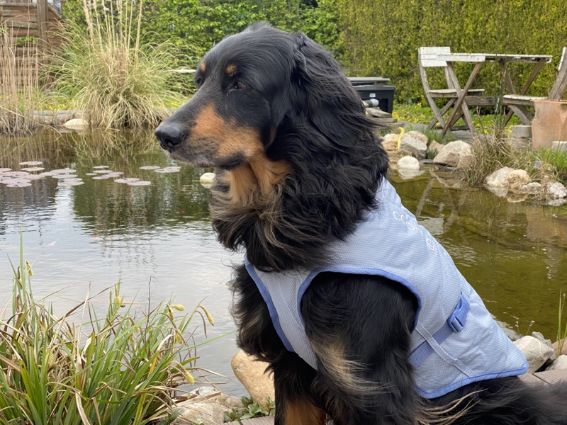 Kuehlweste-für grosse Hunde2 Hovawart mit einer Kühlweste