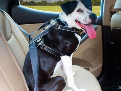 Autogeschirr für Hunde