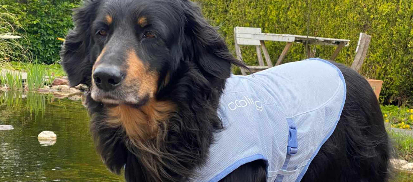 Hovawart mit Kühldecke