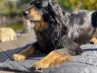 Hovawart auf seiner Reisedecke