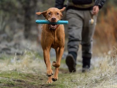 Stöckchenersatz für Hunde