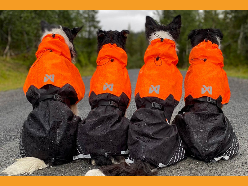 PB_Regenmantel_2_800x600 Regenmantel für große Hunde