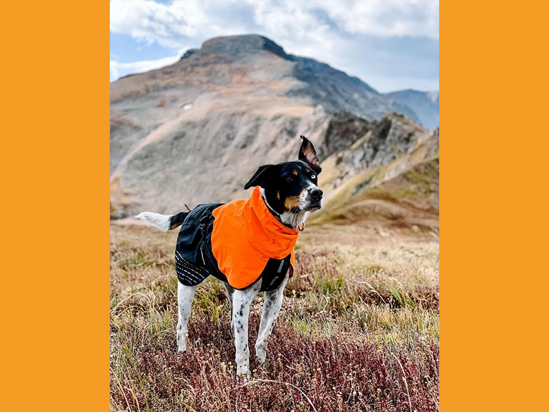 PB_Regenmantel_4_800x600 Regenmantel für große Hunde