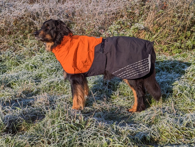 Regenmantel_fuer_grosse_Hunde 2 Regenmantel an einem Hovawart