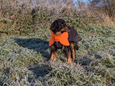 Regenmantel an einem Hovawart auf einer Wiese