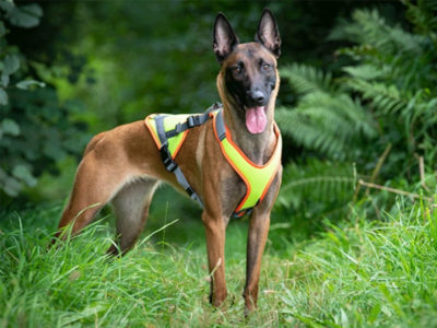 Malinois mit einem mitwachsenden Mantrail Geschirr