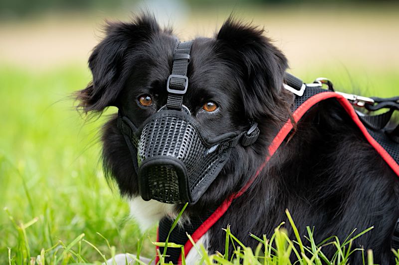 Maulkorb Profi an einem Hund auf einer Wiese