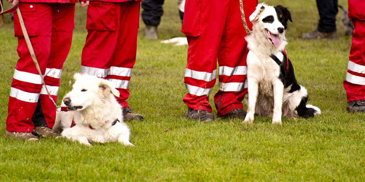 Rettungshunde